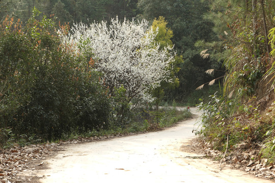 李子花