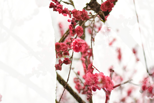 红色樱花