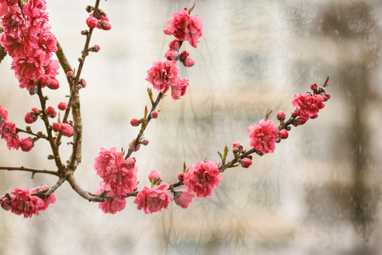 红色樱花