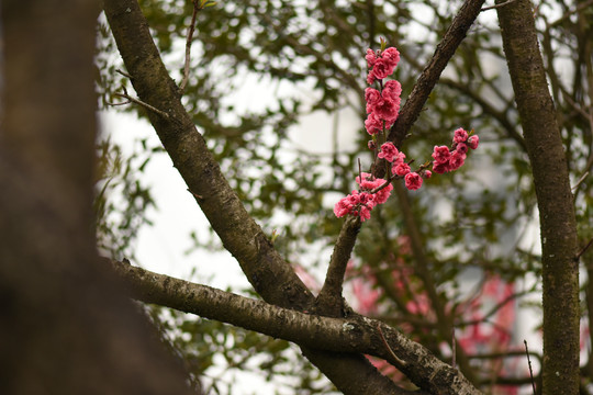红色樱花