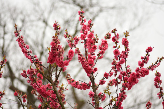 红色樱花