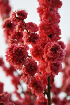 红色樱花
