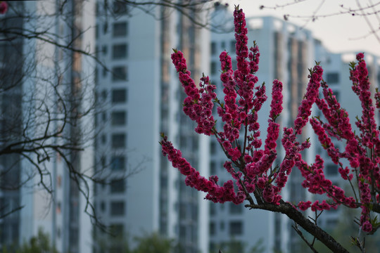 红色樱花