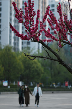 红色樱花
