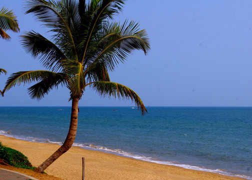 椰树大海
