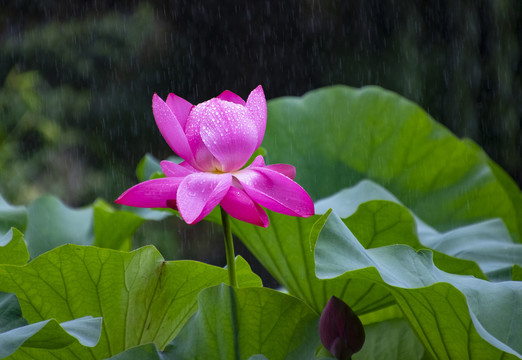 花卉荷花