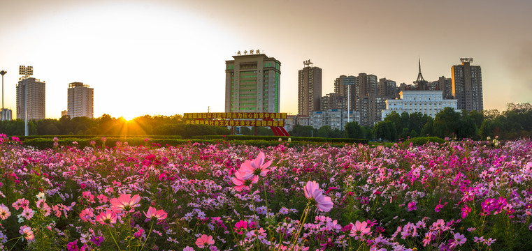 广场花海