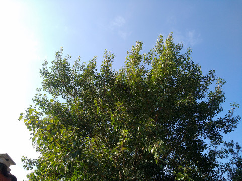 菩提树