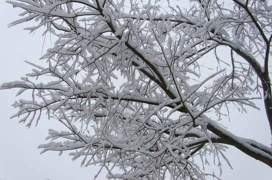 雪景曲枝