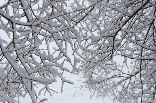 雪景曲枝