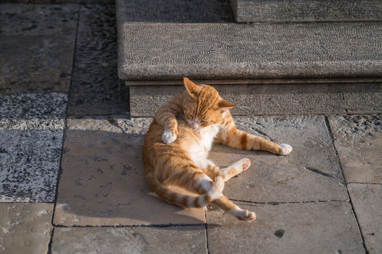 街头的一只猫