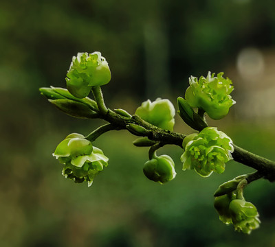 山胡椒花