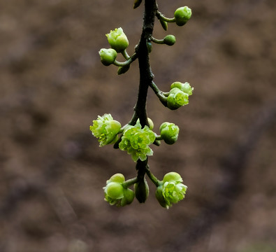 山胡椒花