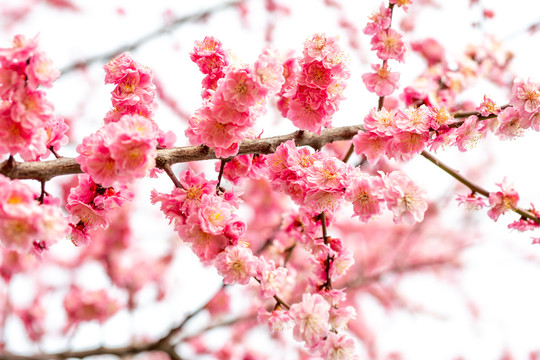 情人节花卉