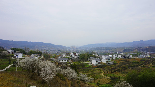 中峰樱花樱花