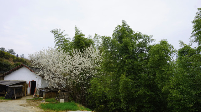 中峰樱花竹林二