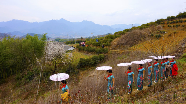 中峰樱花三