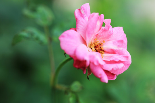 鲜艳的月季花