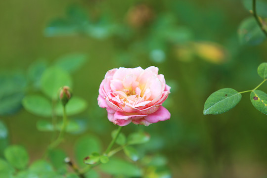 鲜艳的月季花