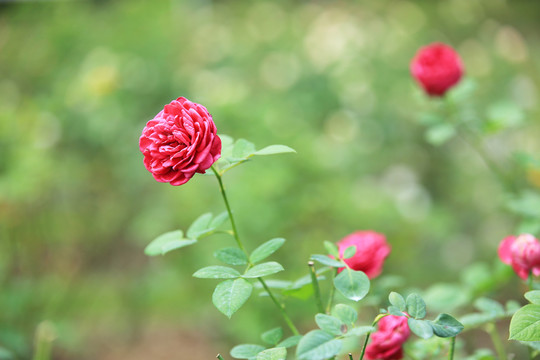 鲜艳的月季花