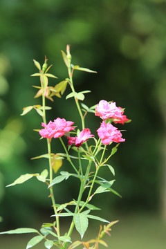 鲜艳的月季花