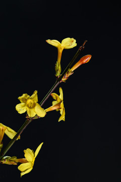 迎春花
