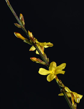 迎春花