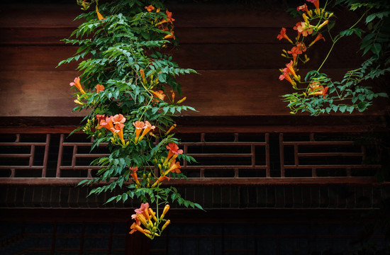 凌霄花