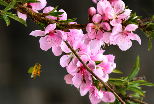 桃花