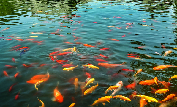 锦鲤鱼