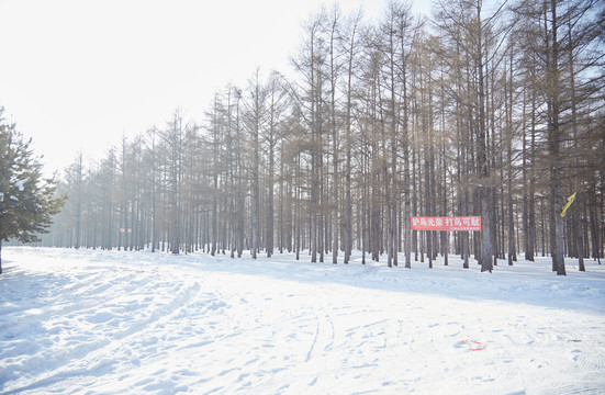 东北雪地树林