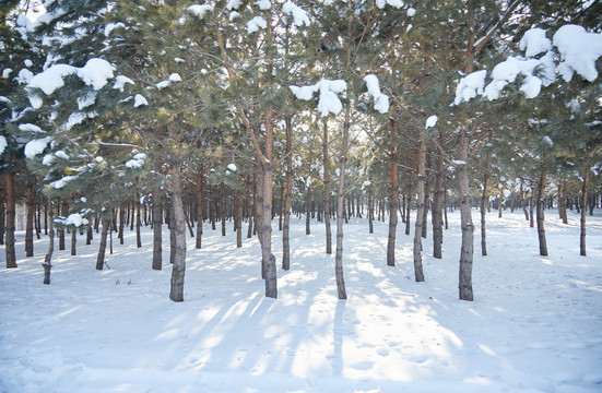 东北雪地树林