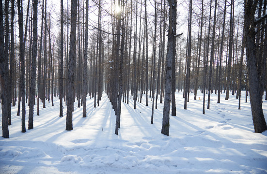 东北雪地树林