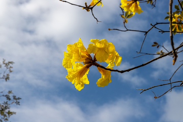 黄花风铃木