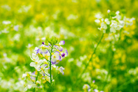 油菜花