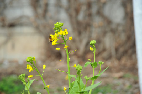油菜开花