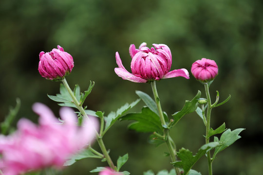 菊花