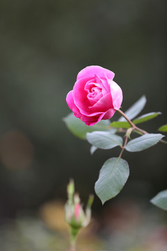 玫瑰花月季花
