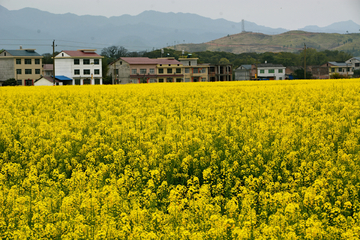 乡村油菜花