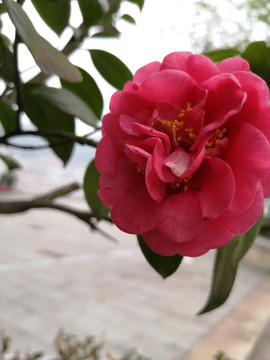 山茶花