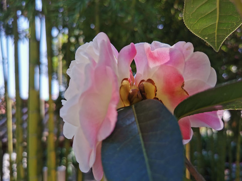 云南山茶花