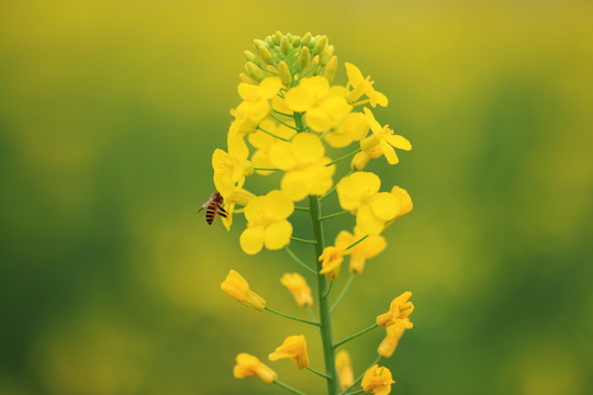 油菜花