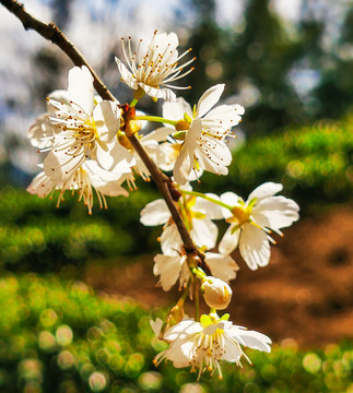 樱桃花