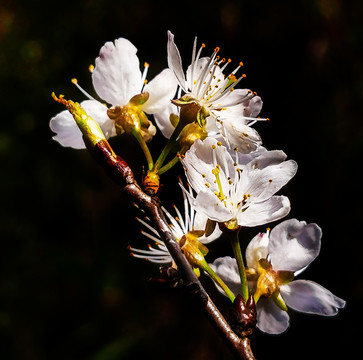 樱桃花