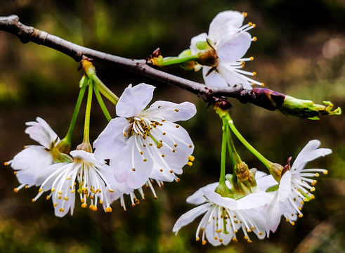 樱桃花