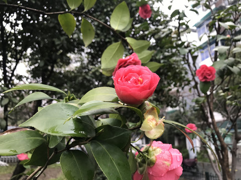 山茶花