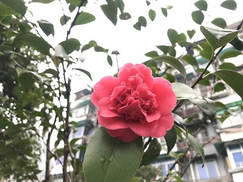 山茶花