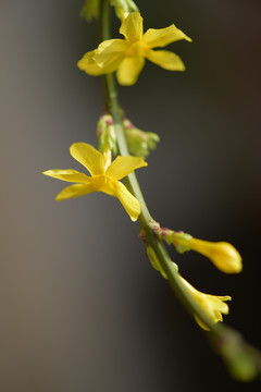 迎春花