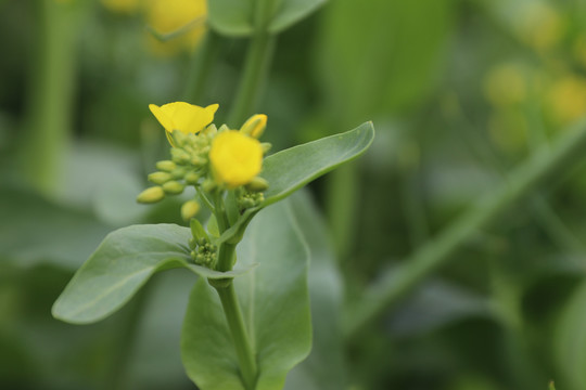 油菜花屏保油菜花素材