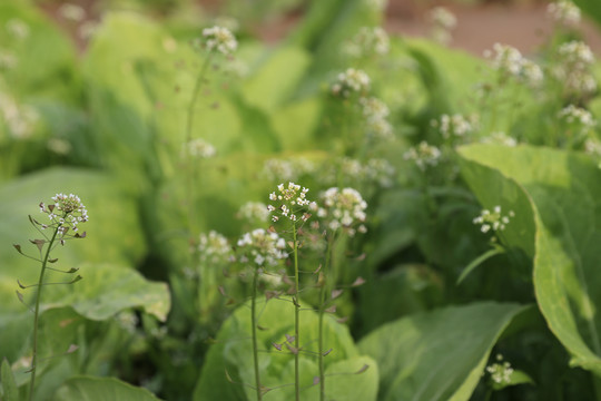 野生植物壁纸